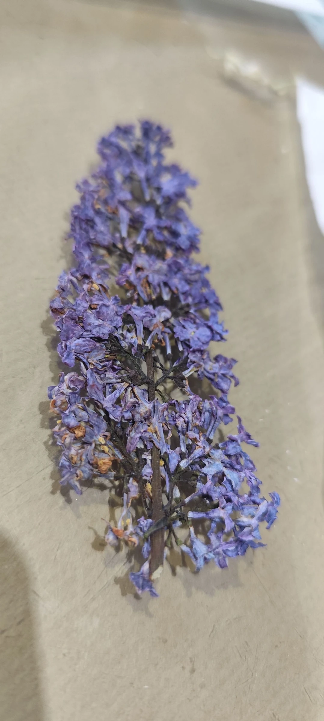 Brincos #XXL #Flores Azuis 💙💙 – photo 14